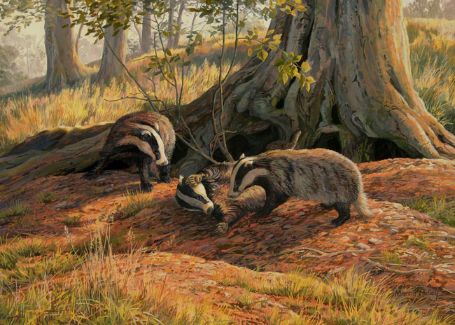 Badger prints for sale - canvas print of badgers at play