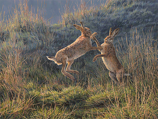 Boxing Brown Hares - Oil painting for sale