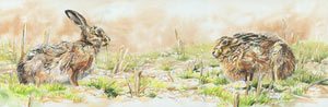 brown hares water colour painting reproduction as a giclee print limited edition