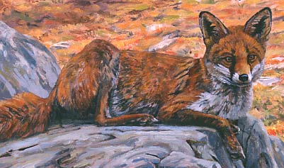 Red fox pictures: fox, Vulpes vulpes - animal paintings