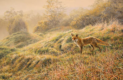 Red fox pictures: fox, Vulpes vulpes - animal paintings