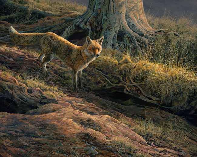 Fox prints for sale - canvas print of a red fox at the earth by Martin Ridley
