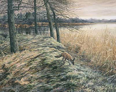 Animal paintings: red fox, Vulpes vulpes - original oil painting