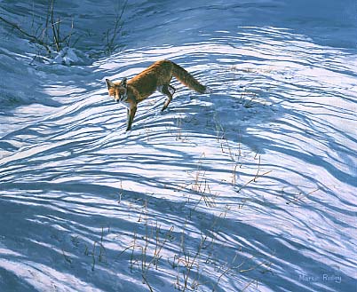 Animal pictures: red fox oil painting