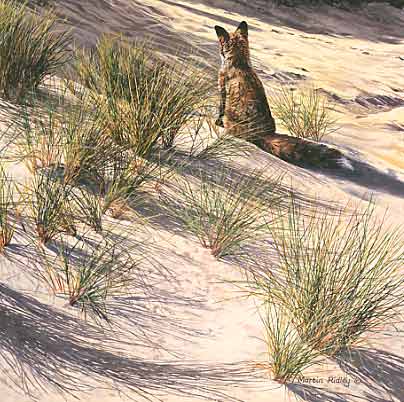Animal pictures: red fox in the sand dunes - original oil painting