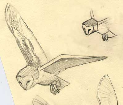 Sketches of wildlife - barn owl picture Tyto alba