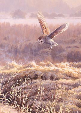 Wildlife Art : Detail from the picture Hovering Barn Owl, Tyto alba by artist Martin Ridley