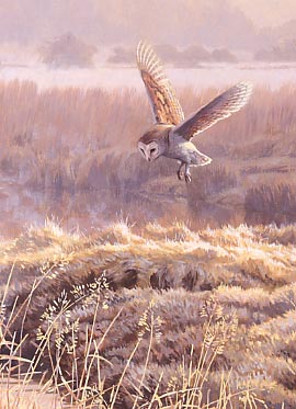 Wildlife Art : Detail from the picture Hovering Barn Owl, Tyto alba by artist Martin Ridley