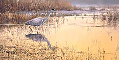 Grey heron print