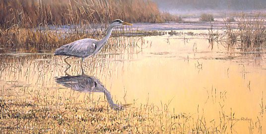 grey heron print - canvas print by Martin Ridley