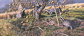 Apple harvest, Badgers - limited edition wildlife print