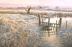 hunting barn owl print - frosty morning