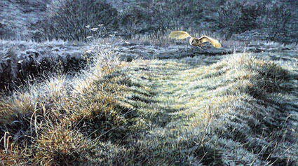 Wildlife art prints by Martin Ridley - barn owl print, first light - edition of 450 prints