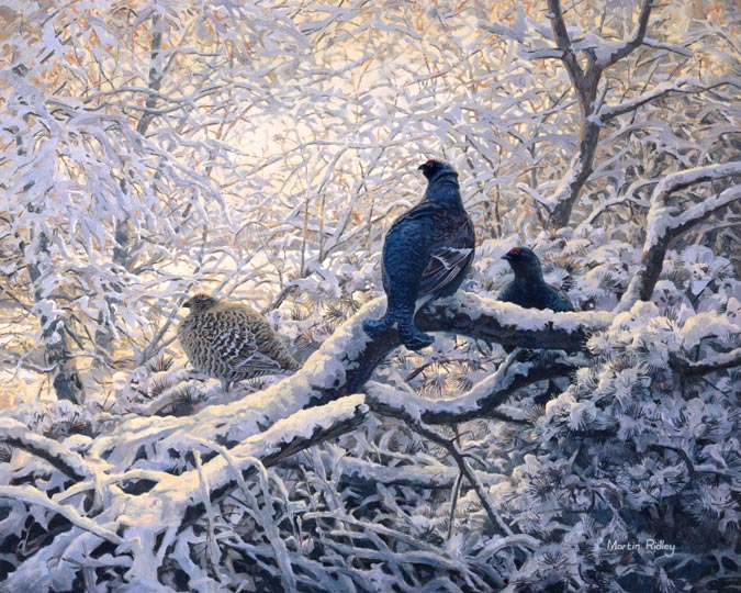 Black Grouse Prints - gamebird print of blackgame - two blackcock and a grey hen in snow laiden branches