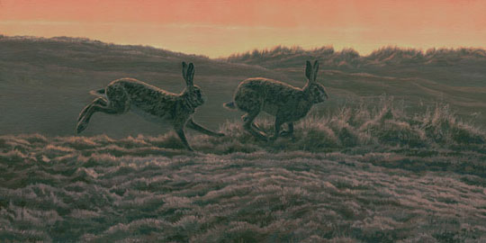 brown hares picture - canvas print for sale