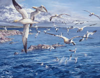 Northern Gannets Print - Reproduced from a bird painting by Martin Ridley