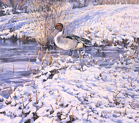 northern pintail print, painting by martin ridley