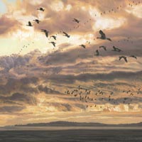 Evening Flight - Print of geese heading for their roost