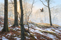 Flushed woodcock bird print by Martin Ridley