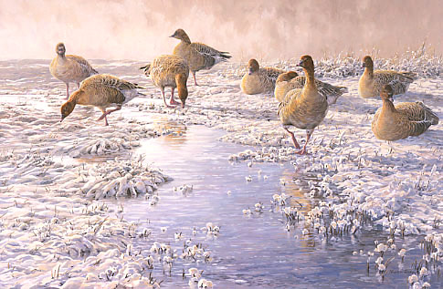 Goose prints for sale  - giclee print of geese