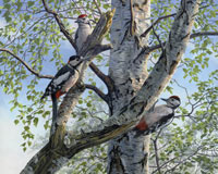 Great spotted woodpecker print- bird art print by Martin Ridley
