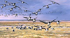 barnacle geese print