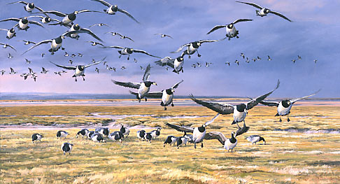 geese print - limited edition print of barnacle geese - wildlife prints for sale