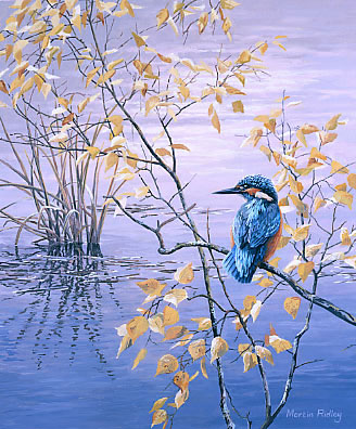 kingfisher print for sale - limited edition giclee print of a kingfisher by Martin Ridley