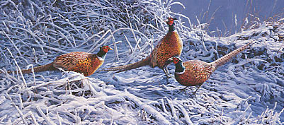 Wildlife print: ring-necked pheasants in the snow, limited edition print