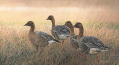 Alert Pink-footed Geese - Picture is reproduced from an original oil painting by Martin Ridley