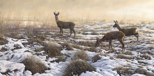 Winter Roe Deer Print - After the first snow fall of the winter the morning begins misty, the sun beginning to burn through illuminates a roe buck and two does crossing a patch of tussocky ground. Print on canvas  Martin Ridley
