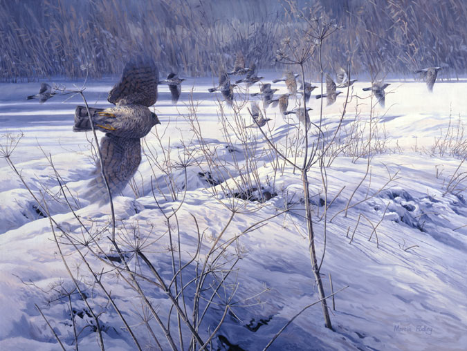 Falconry sparrowhawk prints - sparrowhawk chasing fieldfares print