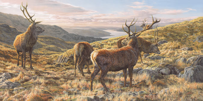 Red deer stags above Loch Sunart, West Coast of Scotland