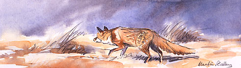 Limited edition print of red fox