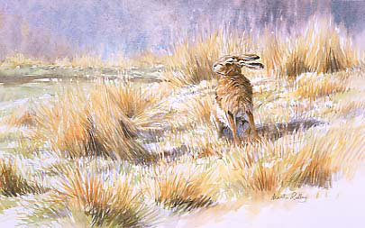 brown hare print - picture of a brown hare