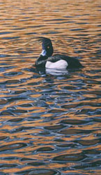 Limited edition prints - wildlife art: print of tufted duck - limited edition of 450 prints