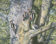 Bird painting: great spotted woodpecker picture - original oil painting of great spotted woodpeckers