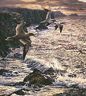 gannets print: wildlife art prints by Martin Ridley - gannets, heading out