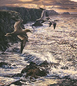 gannet picture - original oil painting: wildlife art by artist Martin Ridley