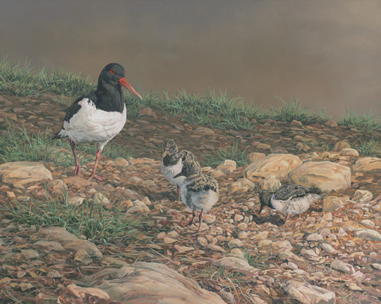 oystercatcher with chicks - oil painting by Martin Ridley