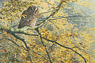 tawny owl,  Strix aluco picture - original oil painting: wildlife art
