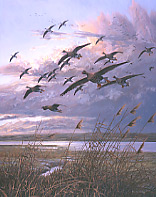 white-fronted geese picture - original oil painting: wildlife art