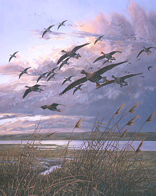 white-fronted geese picture - original oil painting: wildlife art by Martin Ridley