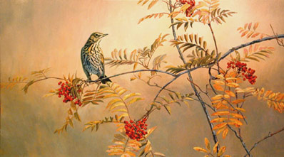 Songbirds pictures - original oil painting of a song thrush in the branches of a mountain ash.
