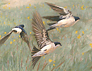 wildlife screensavers, house martins