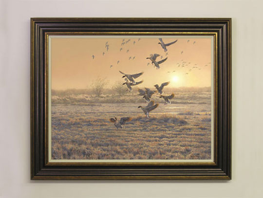 A small flock of pink-footed geese settling in a marsh. Canvas print