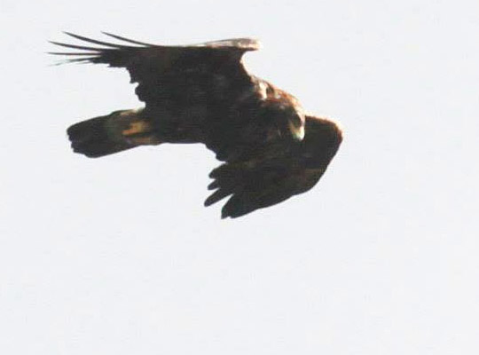 Golden Eagle Photo