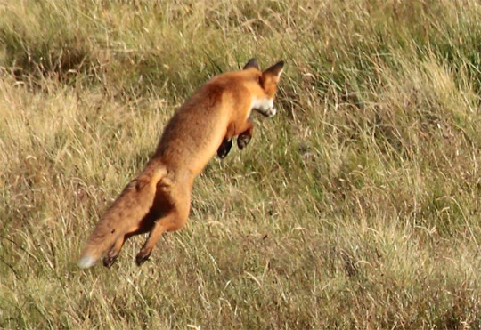 Photo of a pouncing red fox