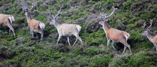 Red deer stags in velvet