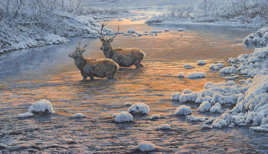 Red Deer Stags River Crossing Oil Painting for Sale